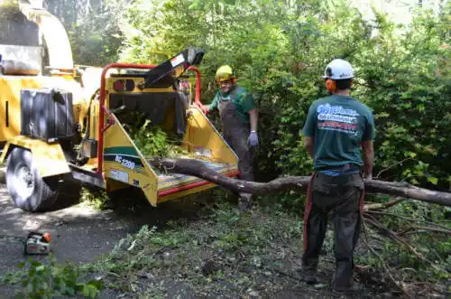 tree services Tuttletown